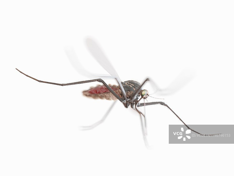 蚊子插画图片素材