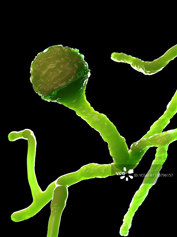 毛霉菌插图图片素材