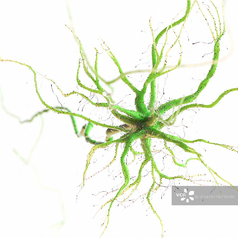 神经细胞、插图图片素材