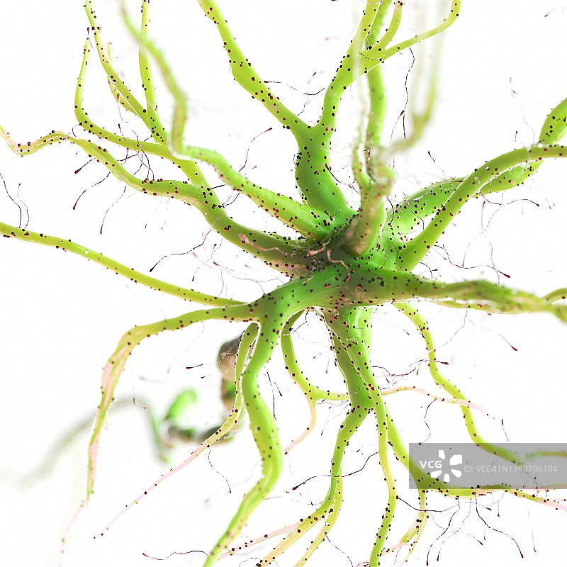 神经细胞、插图图片素材