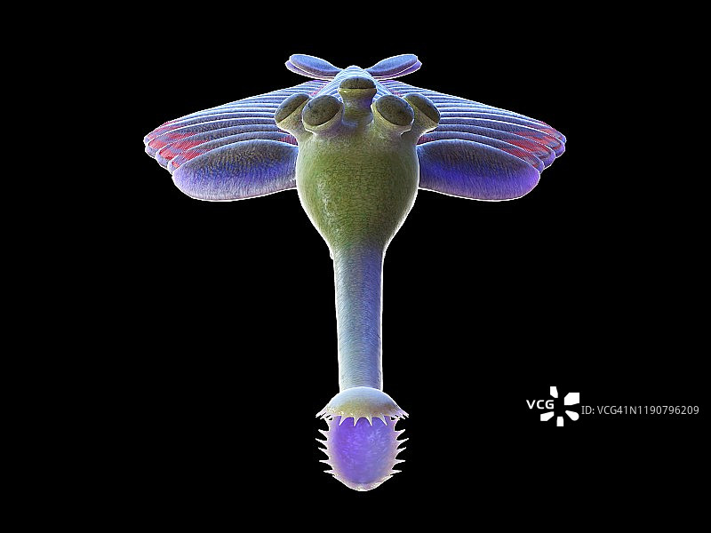 欧巴宾海生节肢动物插画图片素材