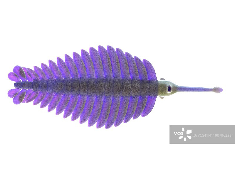 欧巴宾海生节肢动物插画图片素材