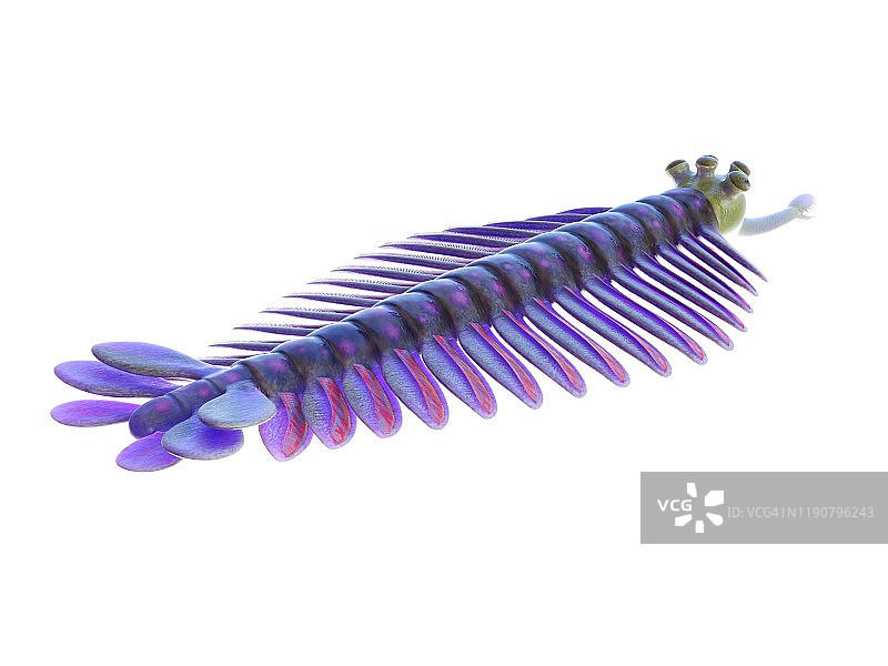 欧巴宾海生节肢动物插画图片素材