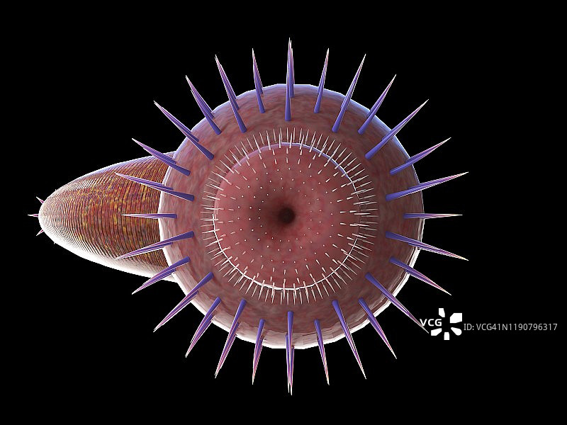 奥托伊虫海洋蠕虫插图图片素材