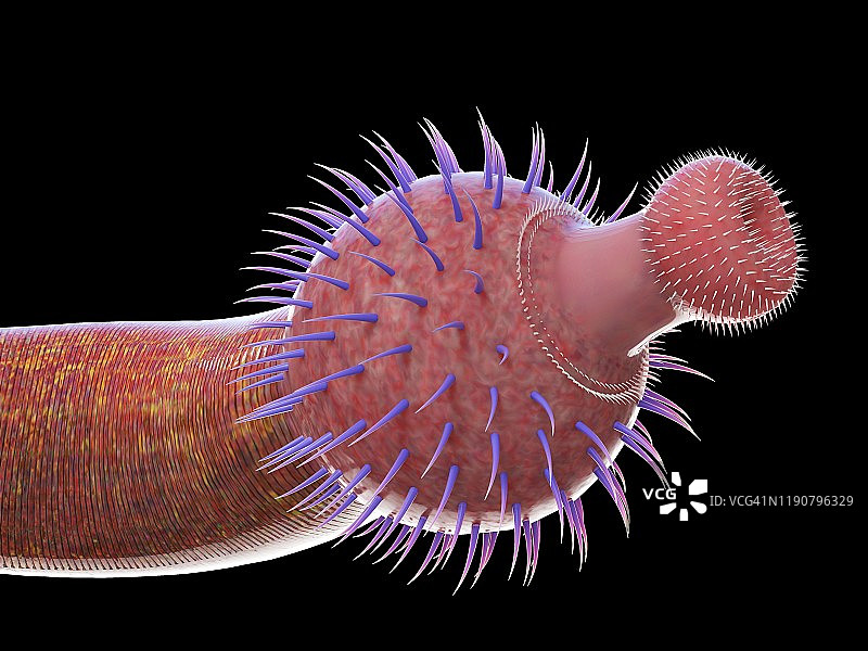 奥托伊虫海洋蠕虫插图图片素材