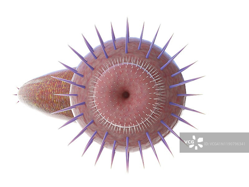 奥托伊虫海洋蠕虫插图图片素材