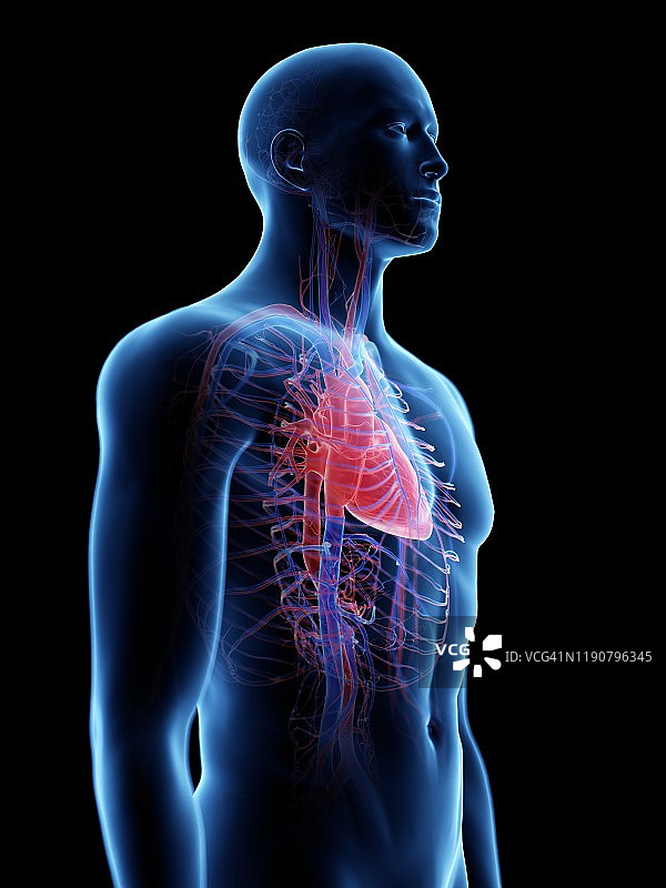 心血管系统、插图图片素材