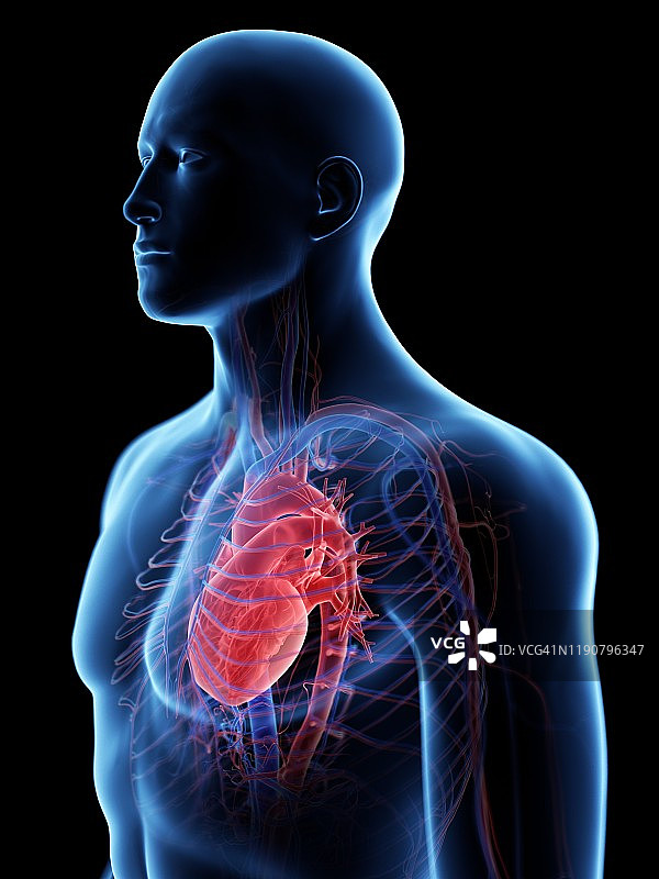心血管系统、插图图片素材