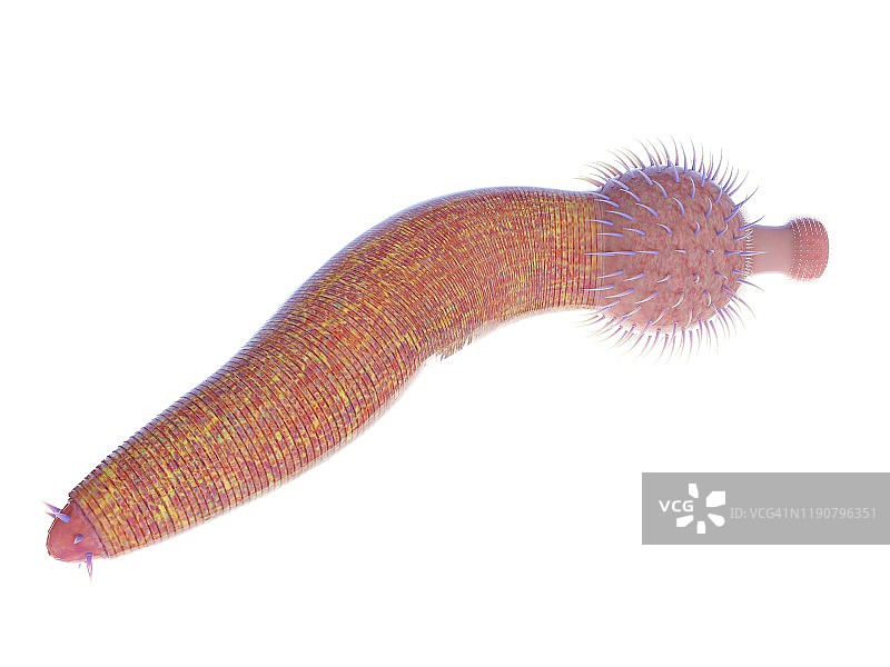 奥托伊虫海洋蠕虫插图图片素材