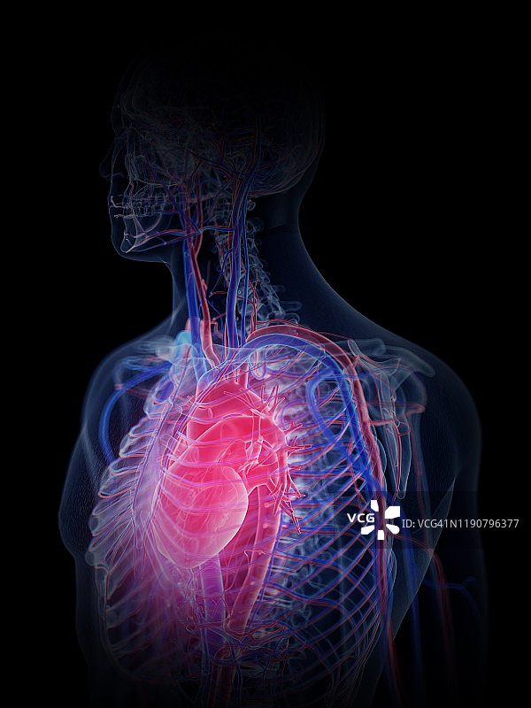 心血管系统、插图图片素材