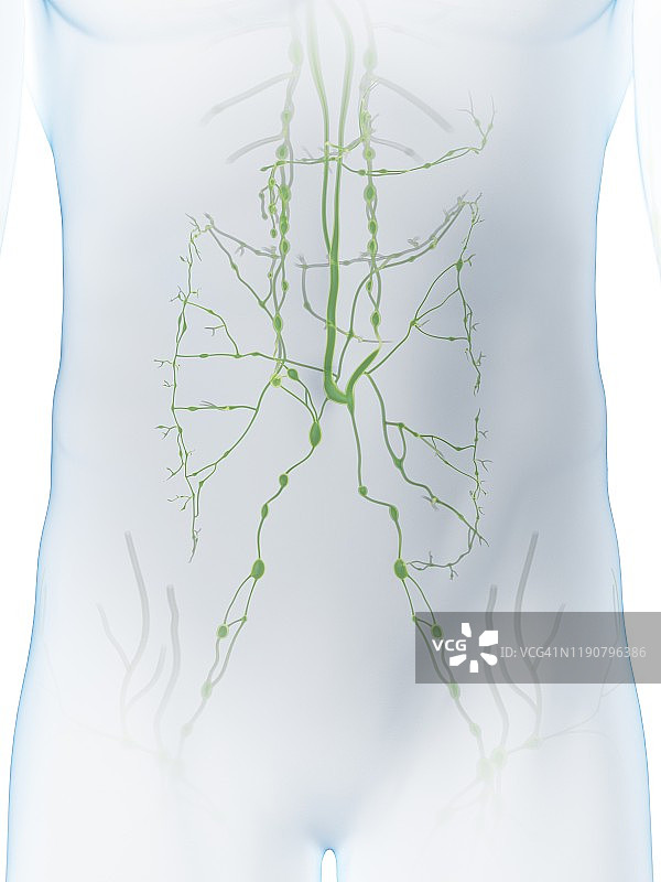 腹部淋巴系统图图片素材