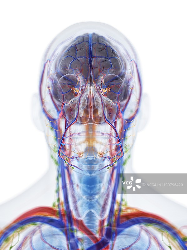 头颈部解剖结构图图片素材