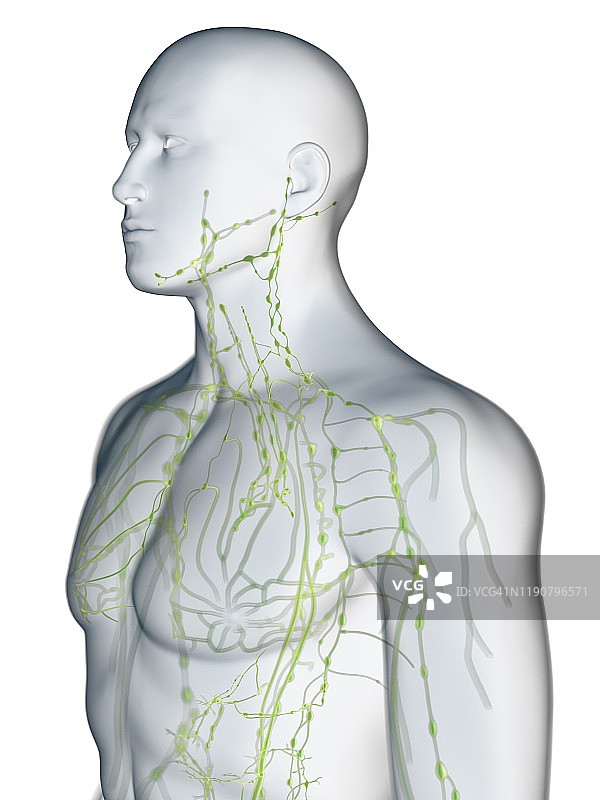 淋巴系统、插图图片素材