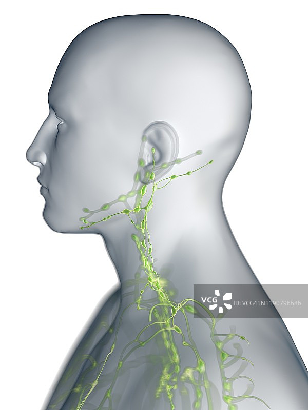 颈部淋巴系统图示图片素材