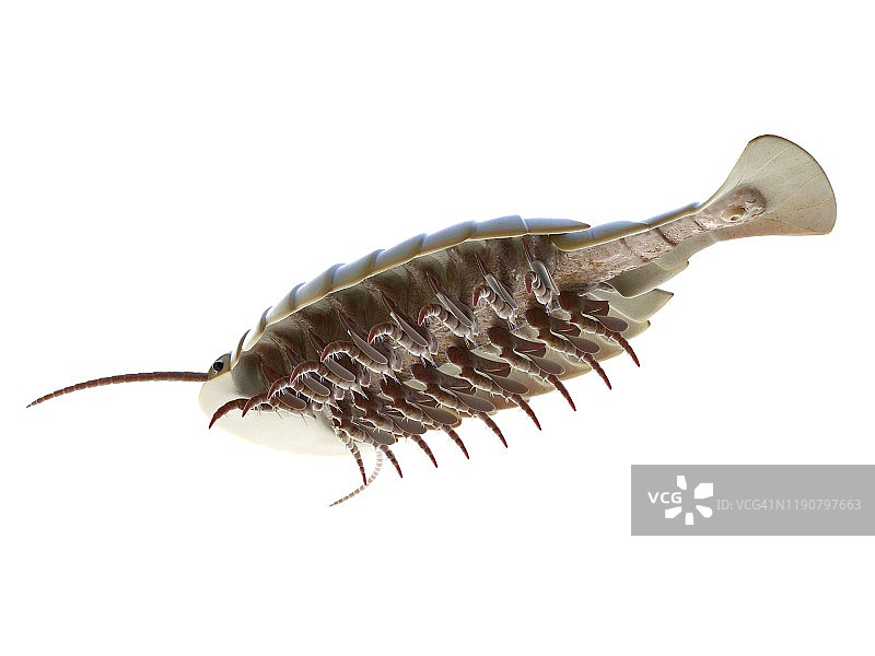 西德尼娅海洋节肢动物插图图片素材