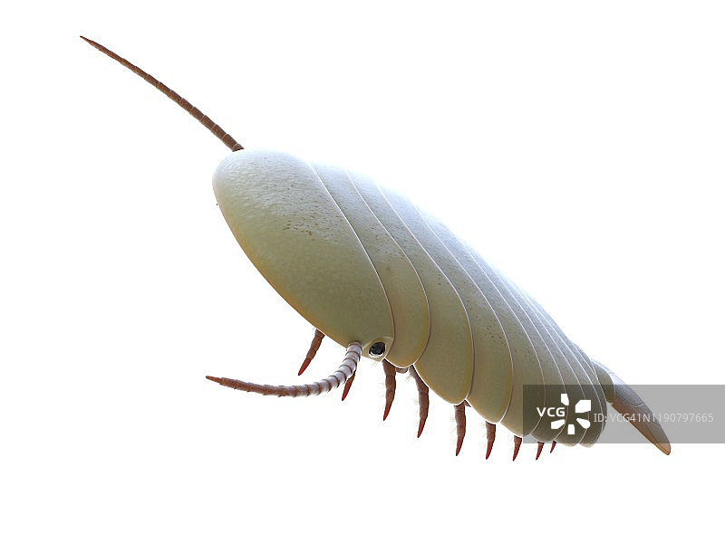 西德尼娅海洋节肢动物插图图片素材