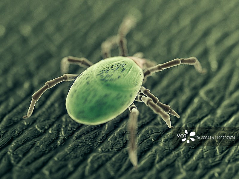 蜱虫插画图片素材