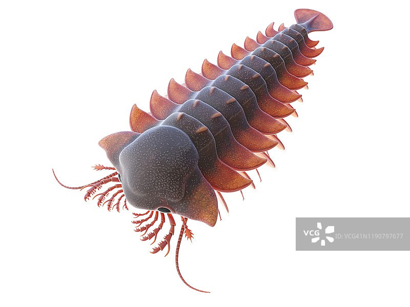 桑克塔斯海洋节肢动物插图图片素材