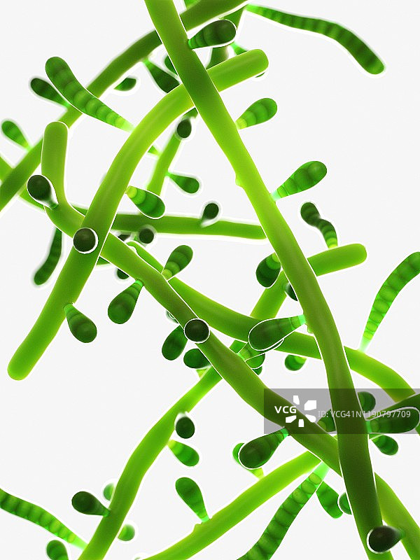 毛癣菌插画图片素材