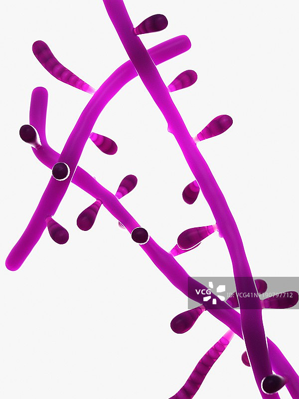 毛癣菌插画图片素材