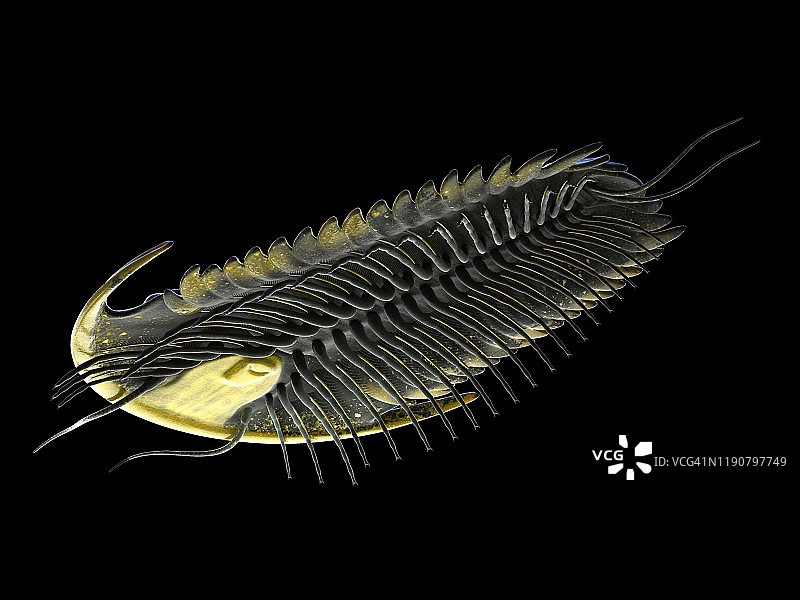 三叶虫插画图片素材