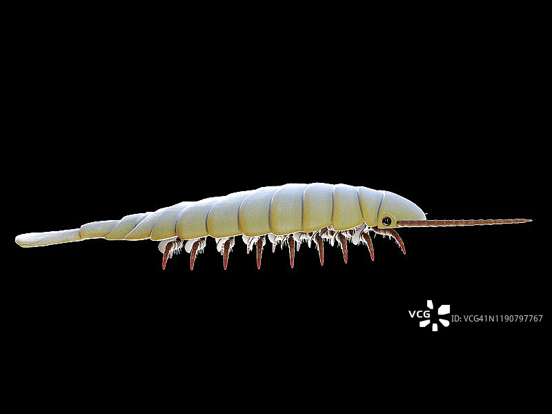 西德尼娅海洋节肢动物插图图片素材