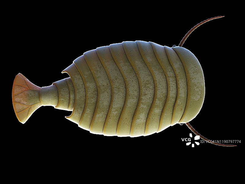 西德尼娅海洋节肢动物插图图片素材