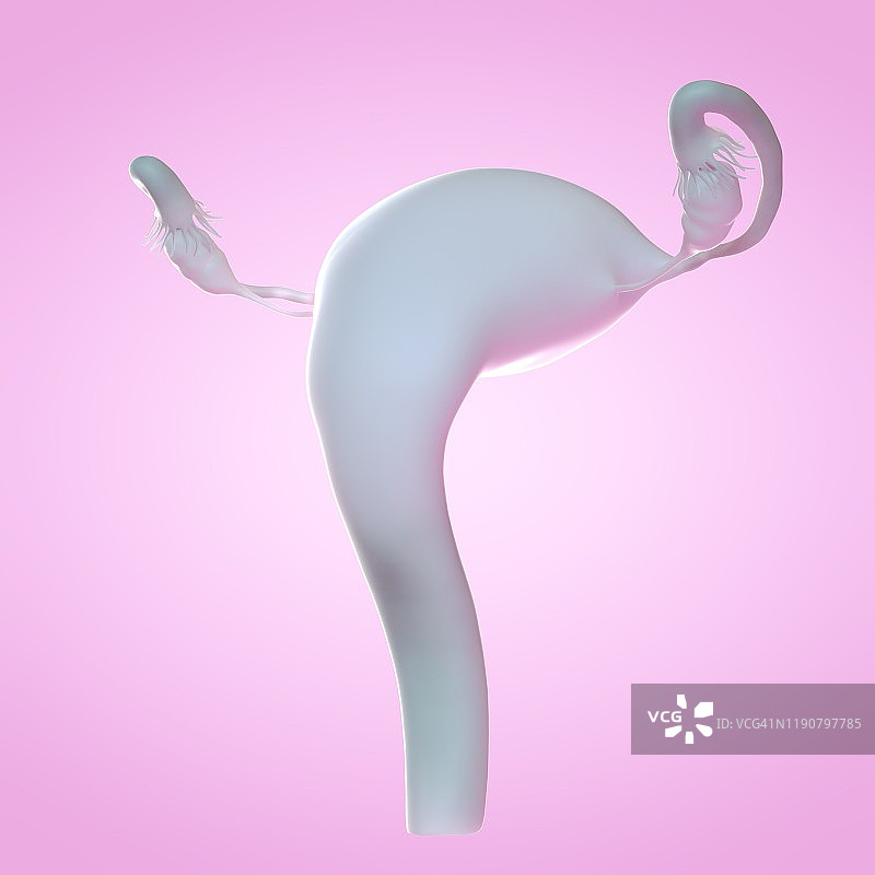 子宫插图图片素材