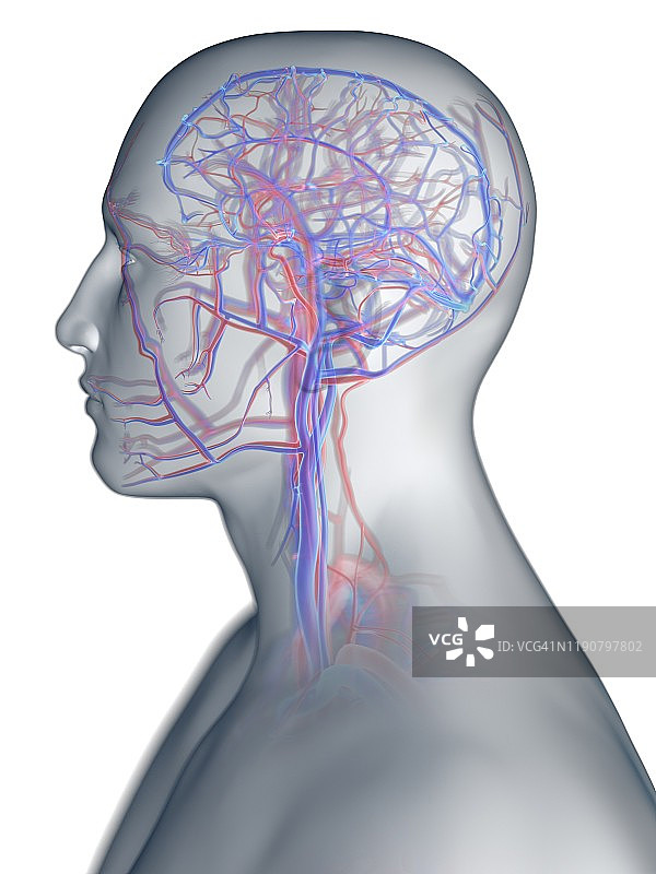 头部血管系统，图示图片素材