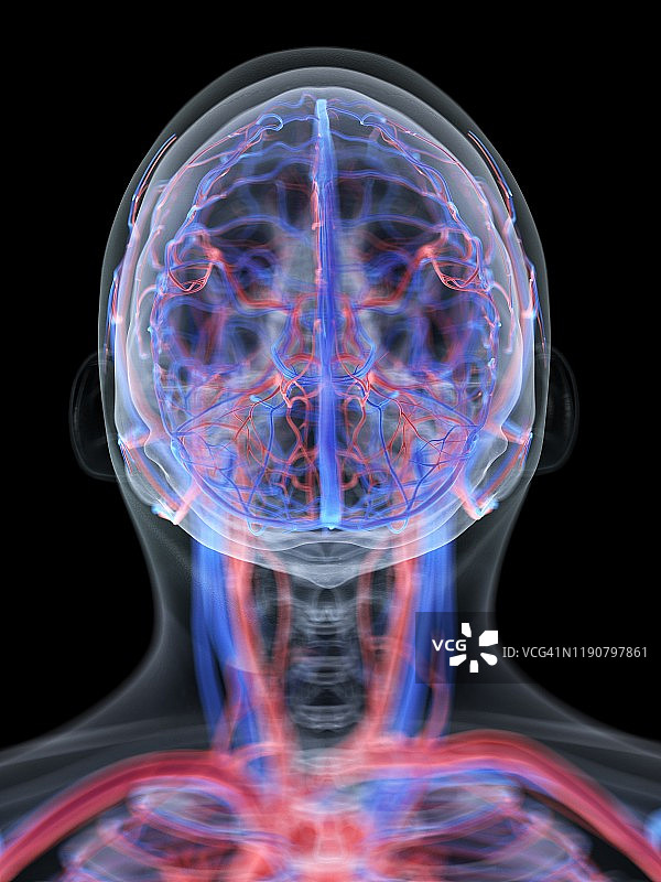 头部血管系统，图示图片素材