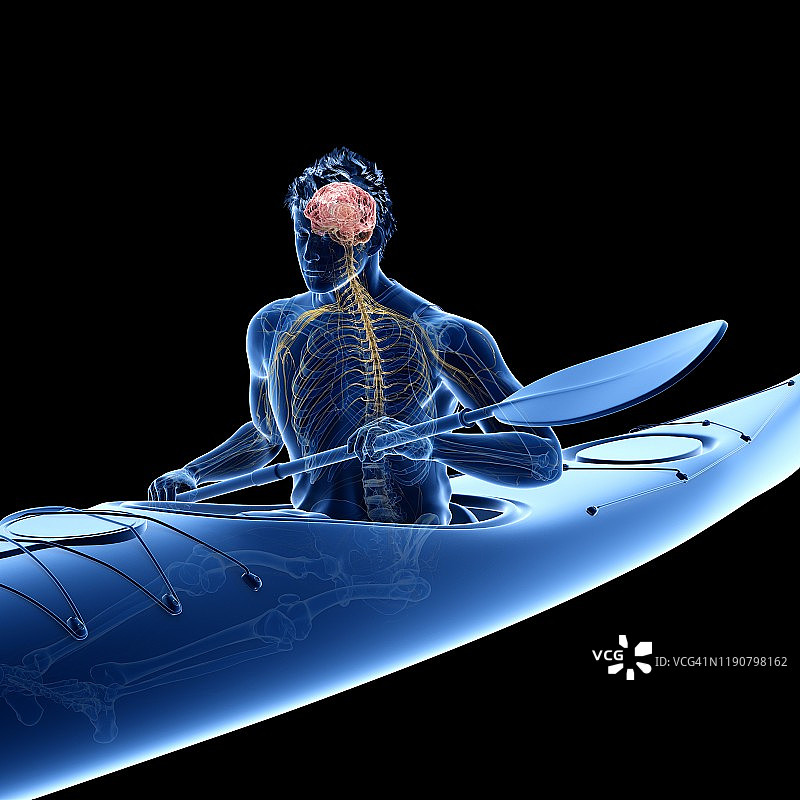 皮划艇运动员的神经系统图示图片素材