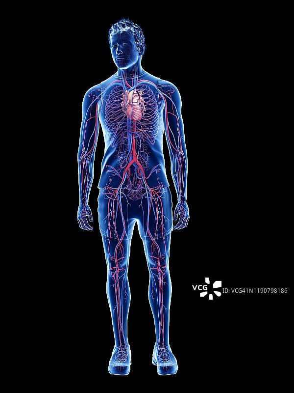 心血管系统、插图图片素材