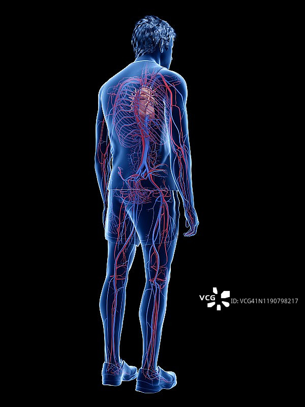 心血管系统、插图图片素材