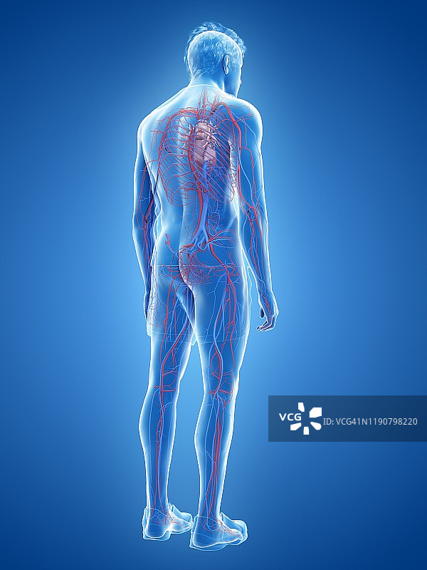 心血管系统、插图图片素材