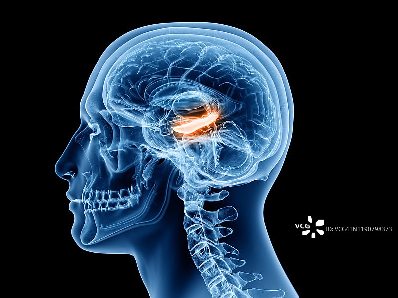 海马插画图片素材