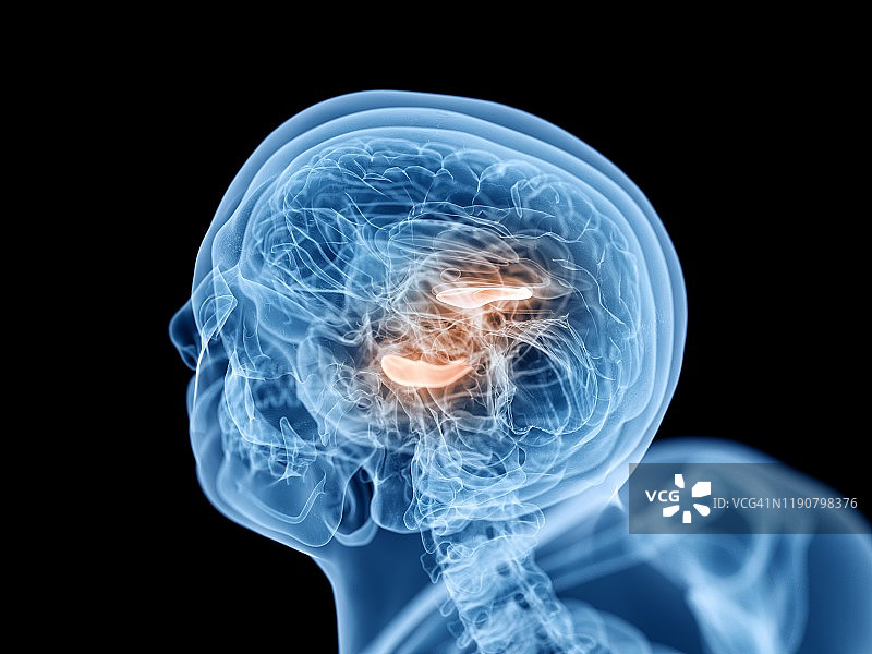 海马插画图片素材