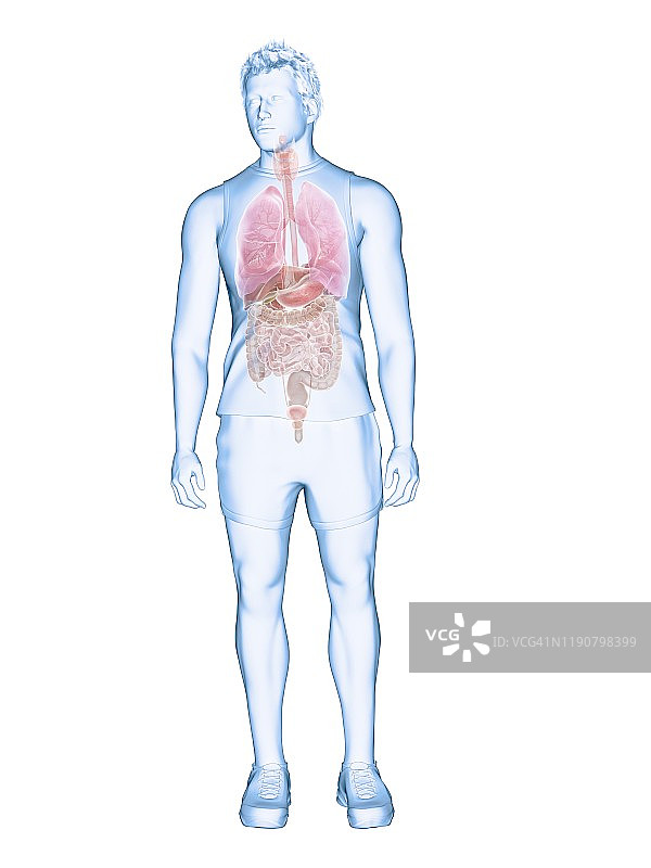 人体解剖学、插图图片素材