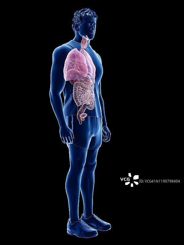 人体解剖学、插图图片素材