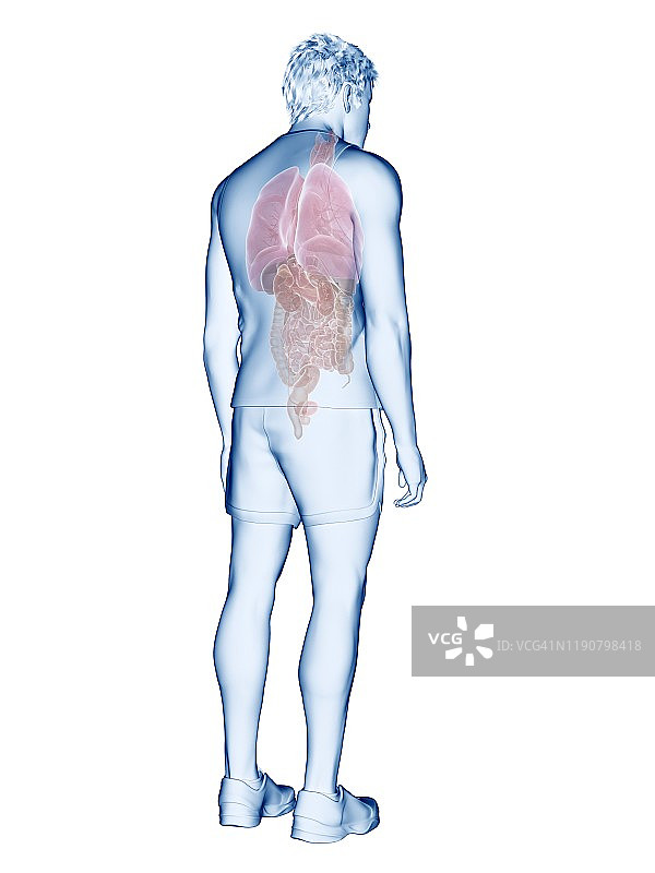 人体解剖学、插图图片素材