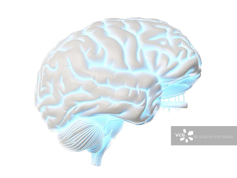 人类大脑、插图图片素材
