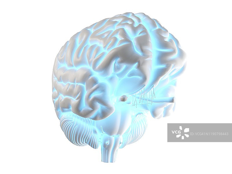人类大脑、插图图片素材