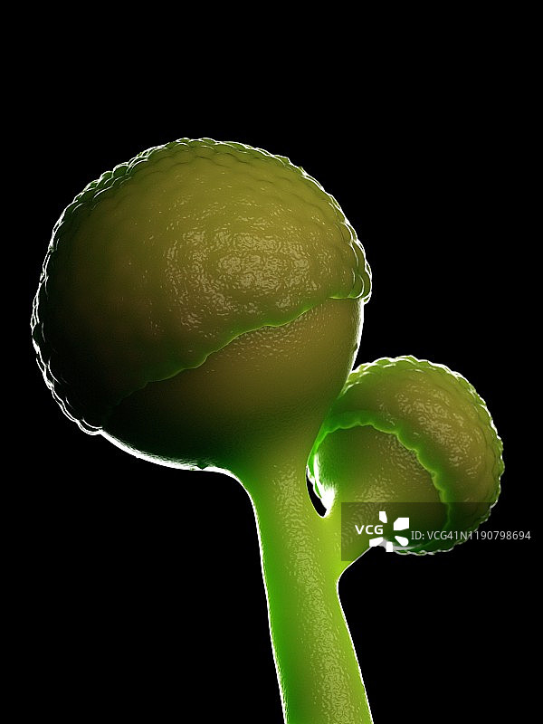 根霉菌插图图片素材