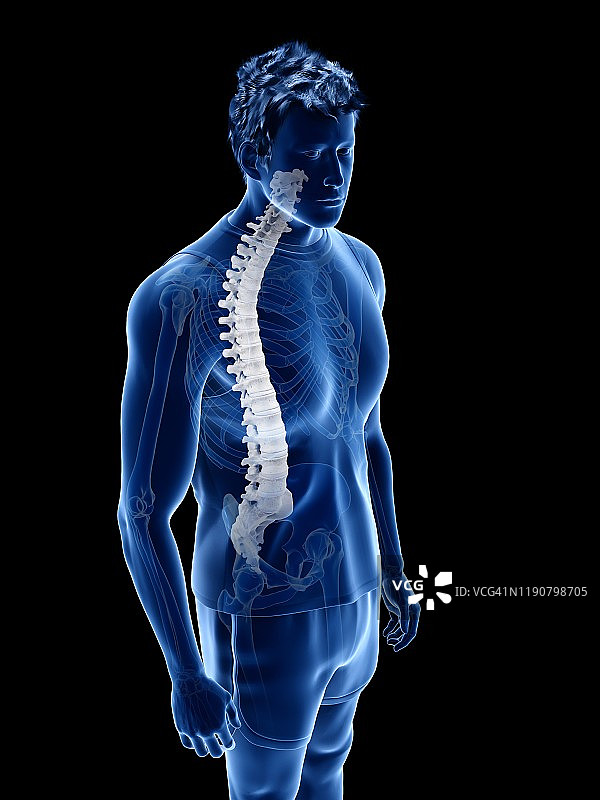 脊柱解剖结构图图片素材