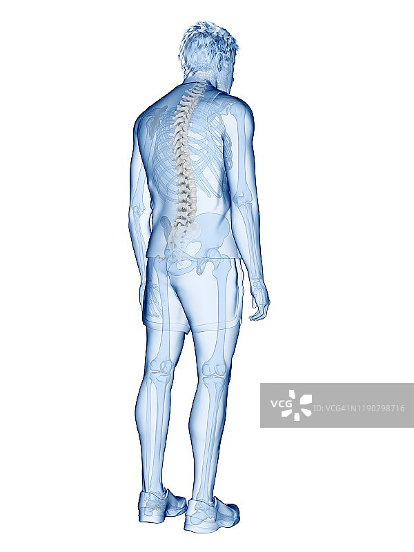脊柱解剖学、插图图片素材