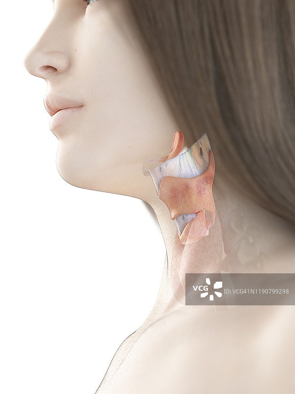 女性喉部结构示意图图片素材