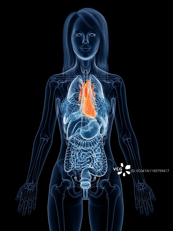 心脏解剖结构图图片素材