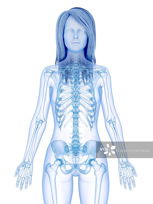 上半身骨骼图图片素材