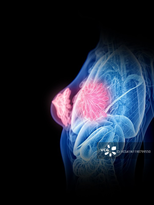 乳房解剖结构图图片素材