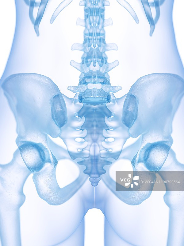 骶骨插图图片素材