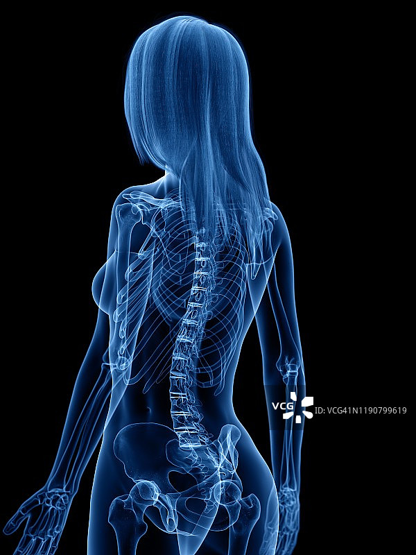 骨骼插画图片素材